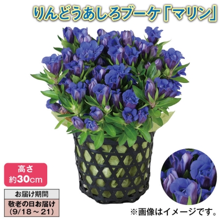 りんどうあしろブーケ「 マリン 」 サイズ（約）＝高さ30cm 鉢／直径12cm（4号鉢）