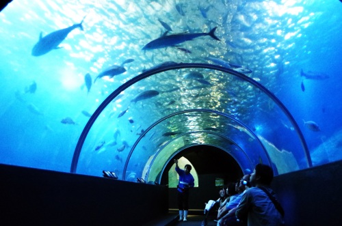 【和歌山】串本海中公園センター　2名様 水族館+海中展望塔+海中観光船＜ステラマリン＞プラン