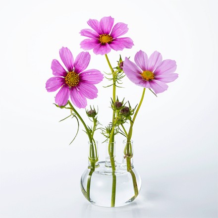 理化学ガラスの花瓶 MEDIFLA シアリング