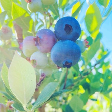 山元ヒルズファーム　無農薬ブルーベリー 500ｇ入