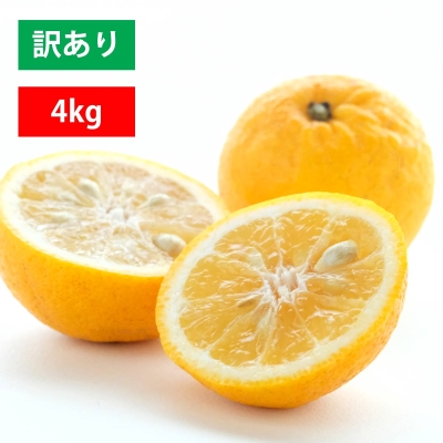 訳あり ニューサマーオレンジ 4kg