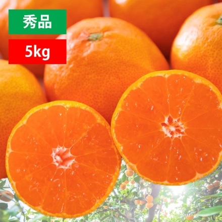 【2025年11月上旬頃より順次発送】愛媛みかん 秀品 5kg（S～Lサイズ）30個から60個程度