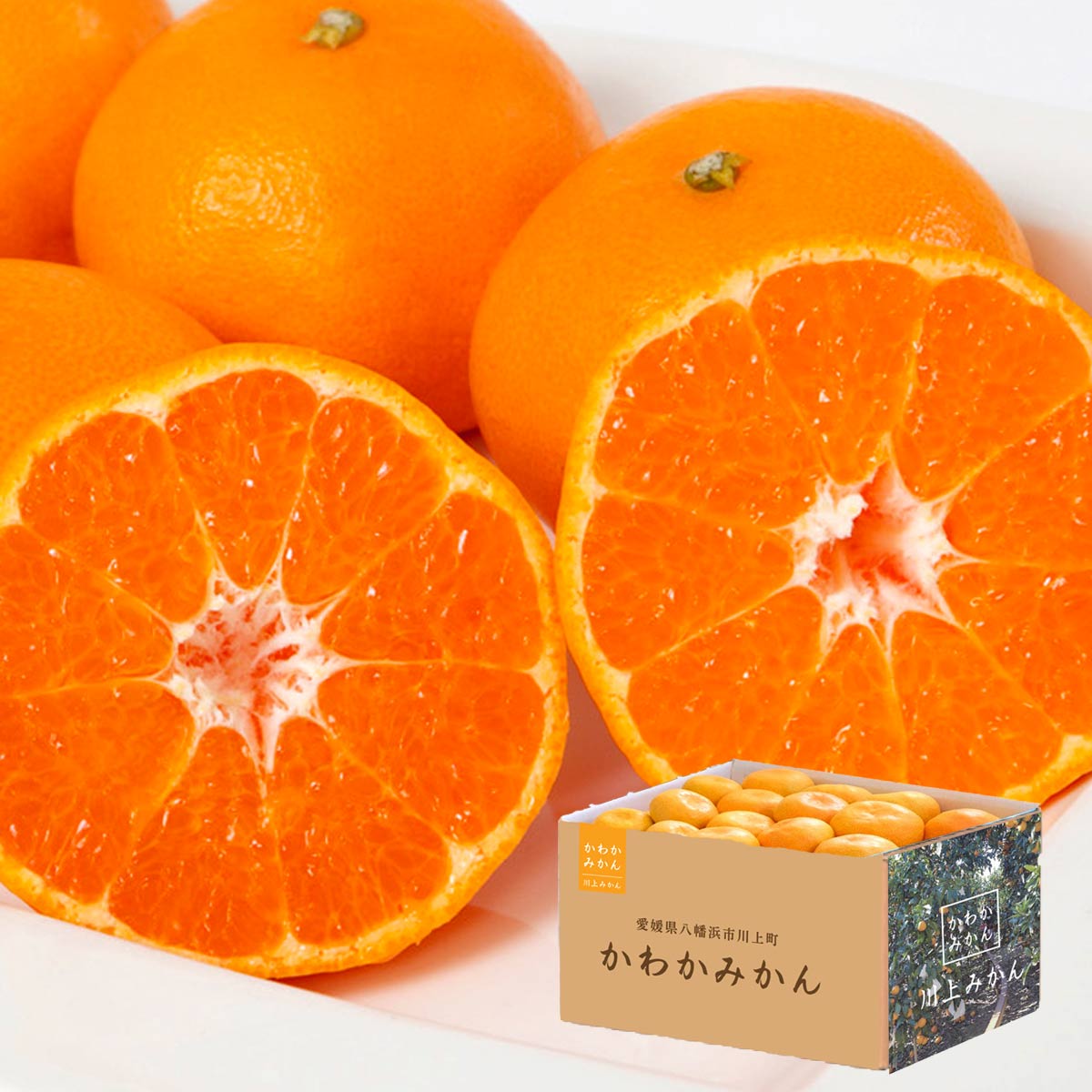 【2025年11月上旬頃より順次発送】 訳あり 天皇杯受賞産地 川上みかん 5kg