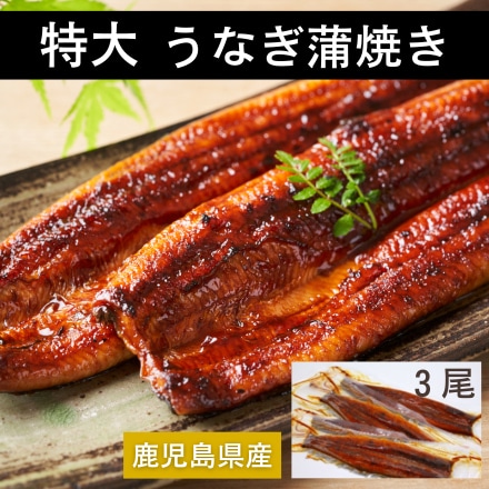 鹿児島県産 特大 うなぎ 蒲焼 3尾