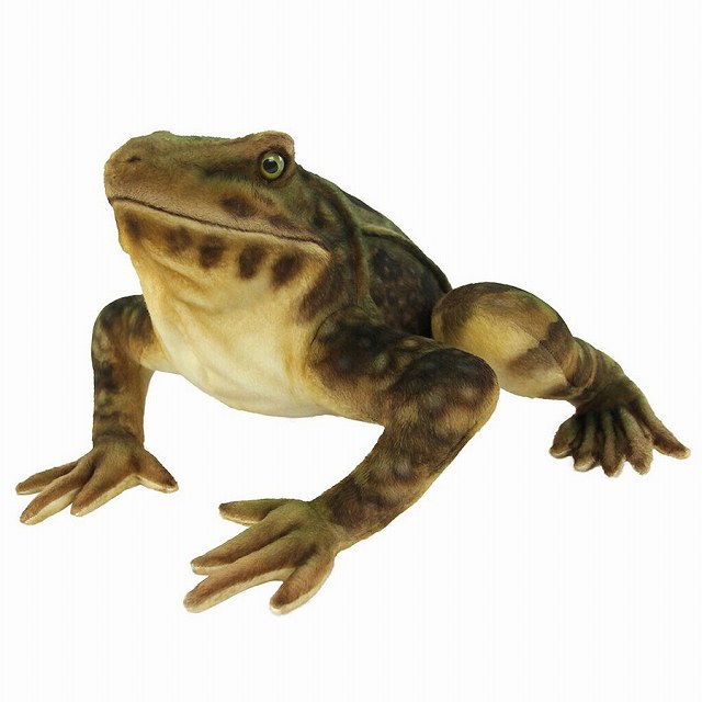 ハンサ ゴライアスガエル W35×H17×D32cm