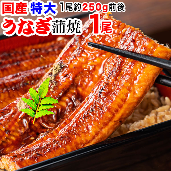 国産うなぎ蒲焼 超特大 1尾