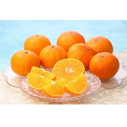 杵築の美娘1.7kg（7～12玉）【販売終了日:2025年11月30日】