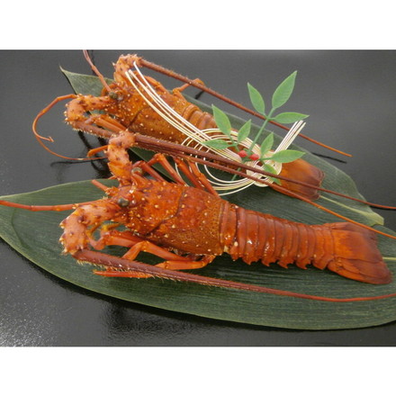 徳島 吟月 伊勢海老の塩蒸し