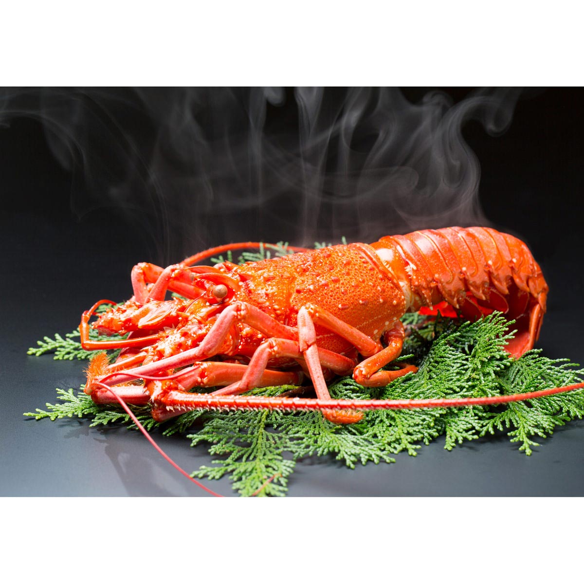 天然 伊勢海老 活〆 ボイル冷凍 〔約250g×2尾〕 伊勢エビ【沖縄県・離島 配送不可】