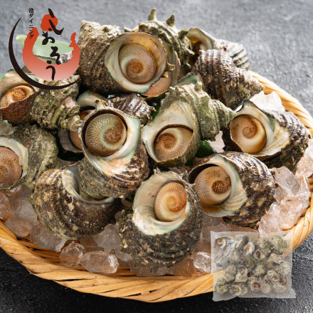 サザエ さざえ ボイルと生が選べる 約1kg ボイル 生（加熱用） BBQ 天然 栄螺 ボイルサザエ 国産 贈答 貝 魚介 グルメ 贈り物 健康 子供 ギフト プレゼント