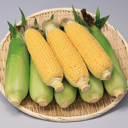 北海道とうきび 南幌産 あまいんです 8本（発送期間：8月上旬～9月下旬）