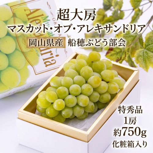 超大房ぶどう マスカット・オブ・アレキサンドリア 岡山県産 船穂ぶどう部会 特秀品 1房 約750g 化粧箱 ※冷蔵