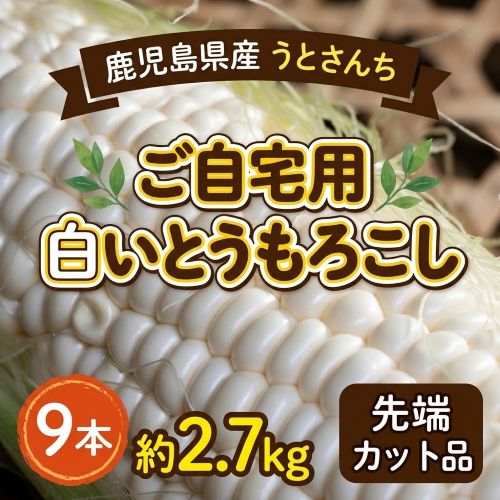 【11/16から順次出荷】ご自宅用 白いとうもろこし うとさんち 9本 約2.7kg 鹿児島県産 産地箱 ※冷蔵 先端カット品