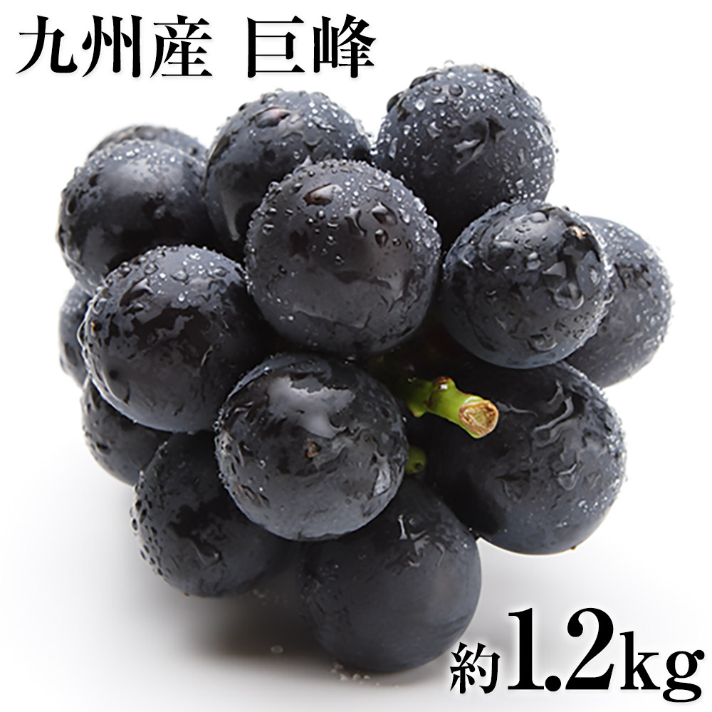 ぶどう ギフト 九州産 巨峰 1.2kg前後 お中元 ギフト 旬 フルーツ 葡萄 フルーツギフト 果物 食品 熊本 《3-7営業日以内に出荷予定》