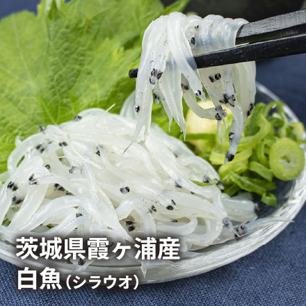 茨城県産 白魚 しらうお 200g お刺身用 [白魚200g]