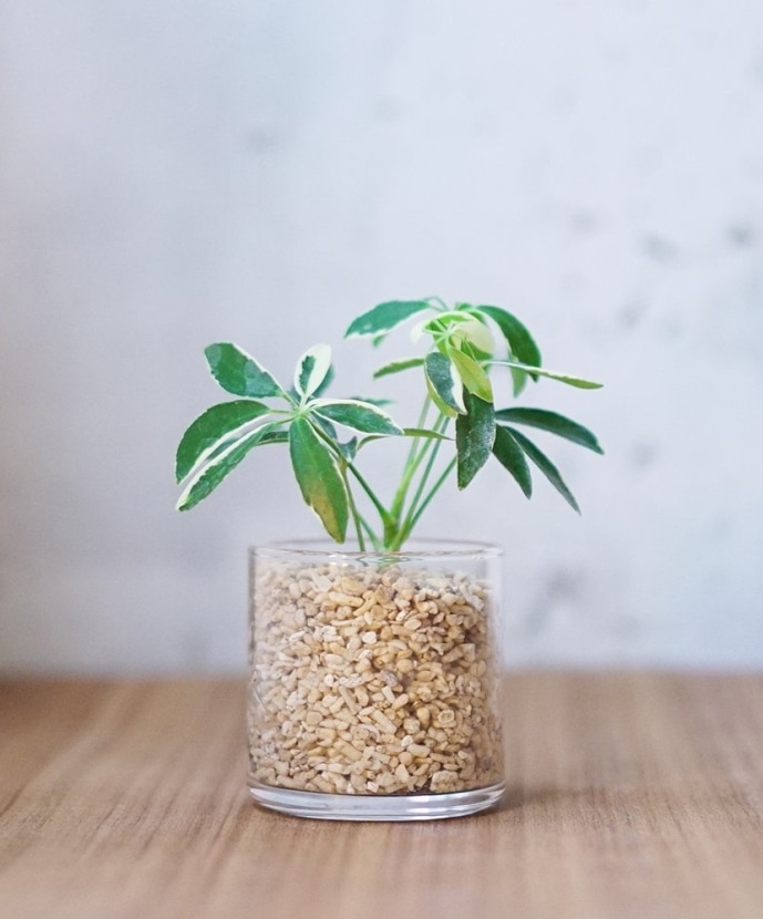 バイヤー お任せ ミニ観葉植物 サンゴ砂 永久不滅ポイント Ucポイント交換の Storee Saison ストーリー セゾン