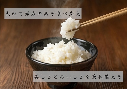 新米 新潟県産 ひとめぼれ 2kg 令和5年産｜永久不滅ポイント・UC